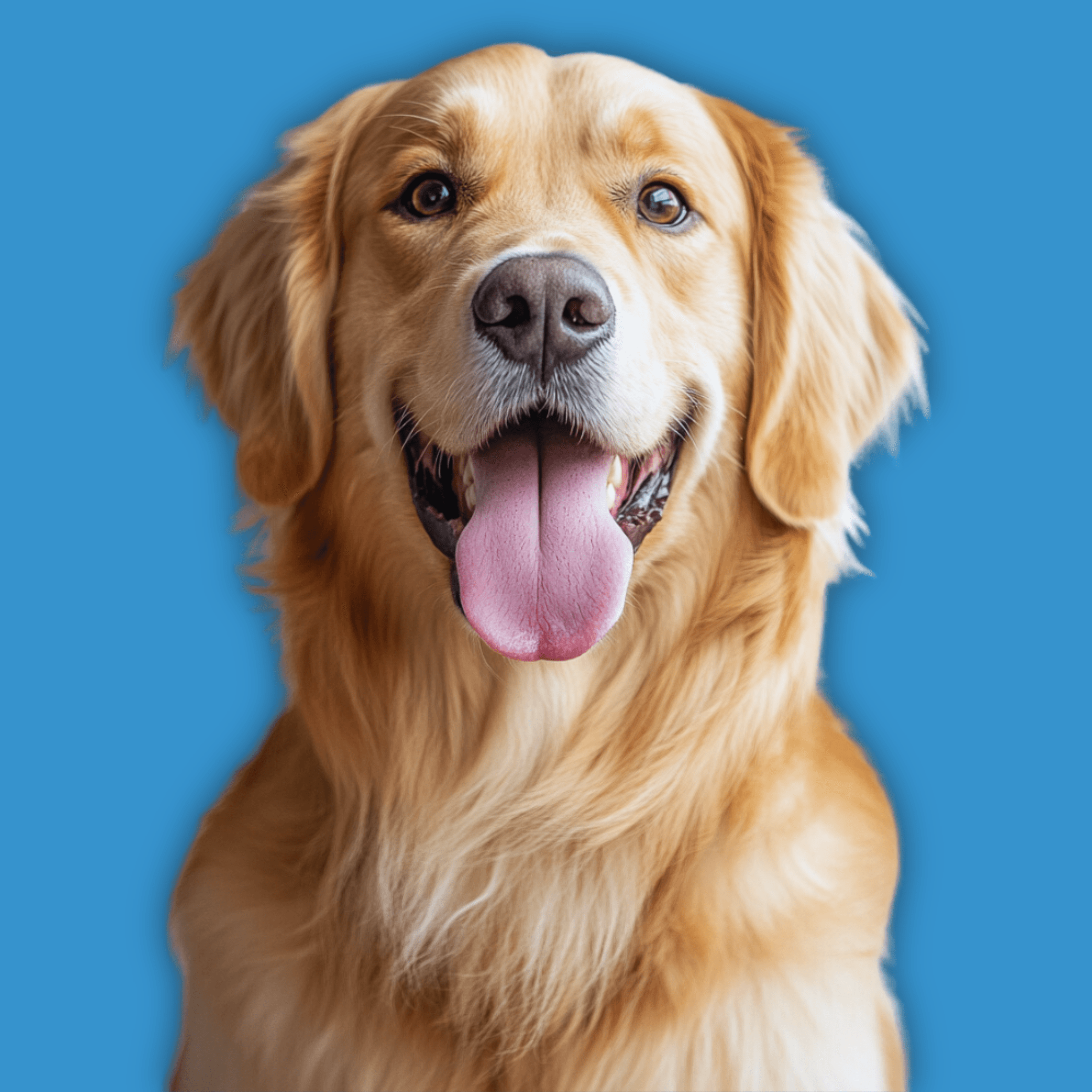 Happy Labrador dog